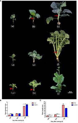 Transcriptomic analysis of succulent stem development of Chinese kale (Brassica oleracea var. alboglabra Bailey) and its synthetic allotetraploid via RNA sequencing